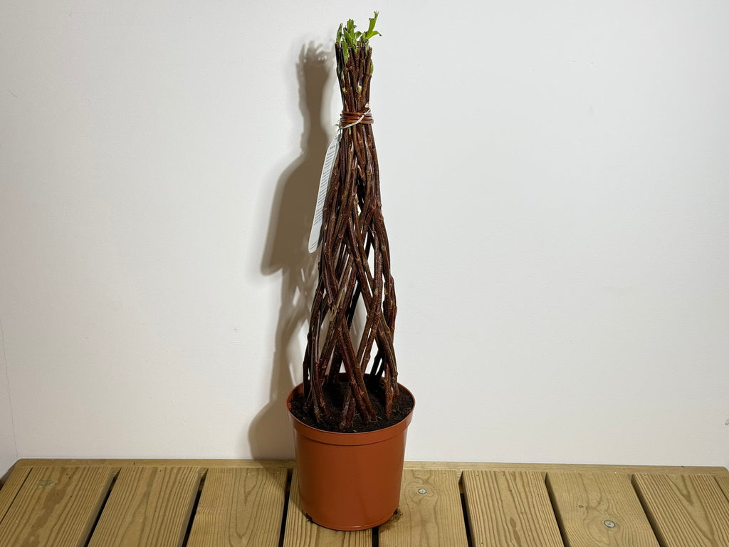 Salix Hybrid Americana Living Braided Willow Tree Sculpture 50cm, 15cm pot (50-02)