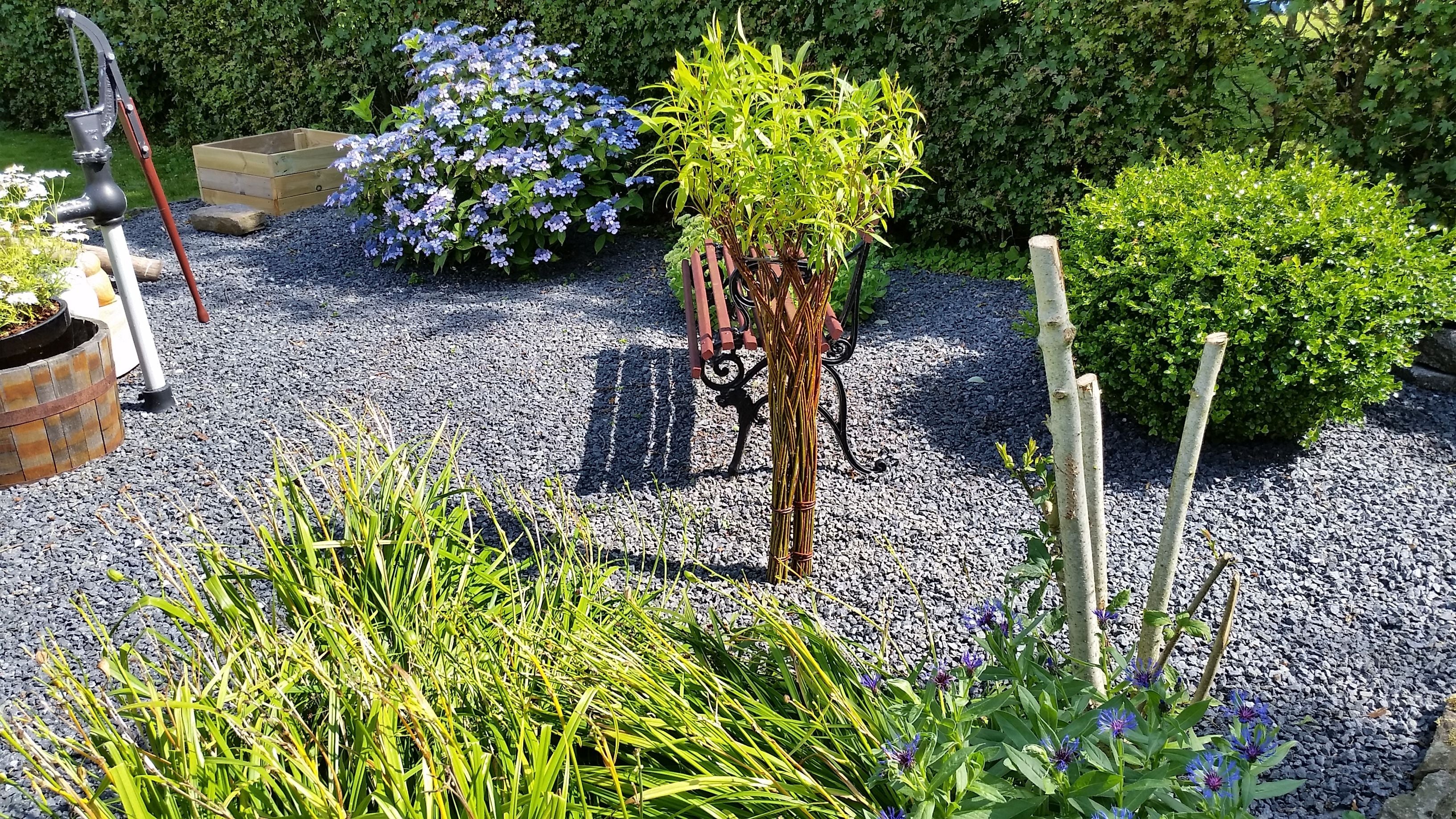 Salix Hybrid Americana Living Braided Willow Tree Sculpture 50cm, 15cm pot (50-01)