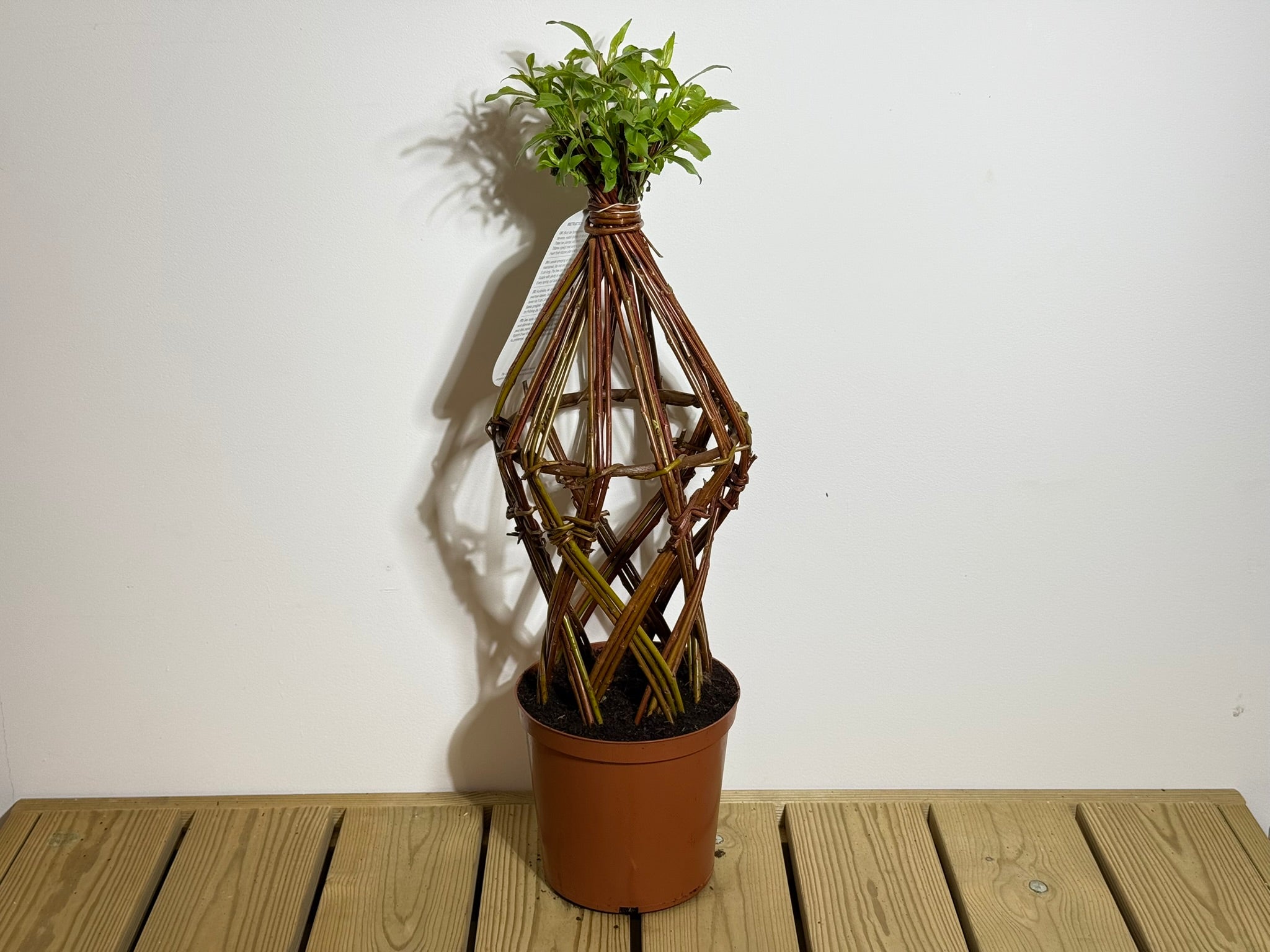 Salix Hybrid Americana Living Braided Willow Tree Sculpture 50cm, 15cm pot (50-01)