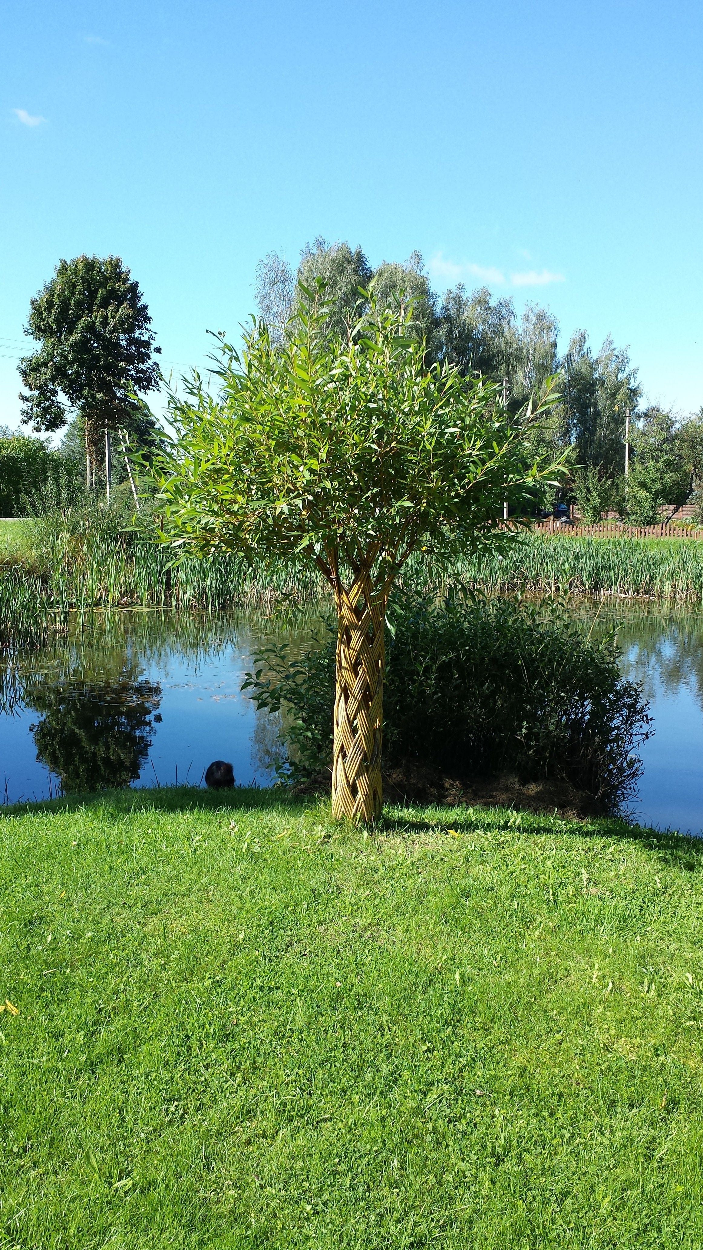 Salix Hybrid Americana Living Braided Willow Tree Sculpture 50cm, 15cm pot (50-01)