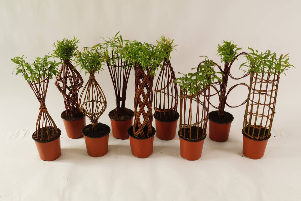 Salix Hybrid Americana Living Braided Willow Tree Sculpture 50cm, 15cm pot (50-04)