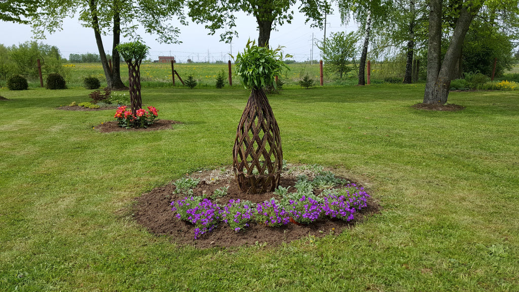 Salix Hybrid Americana Living Braided Willow Tree Sculpture 50cm, 15cm pot (50-02)