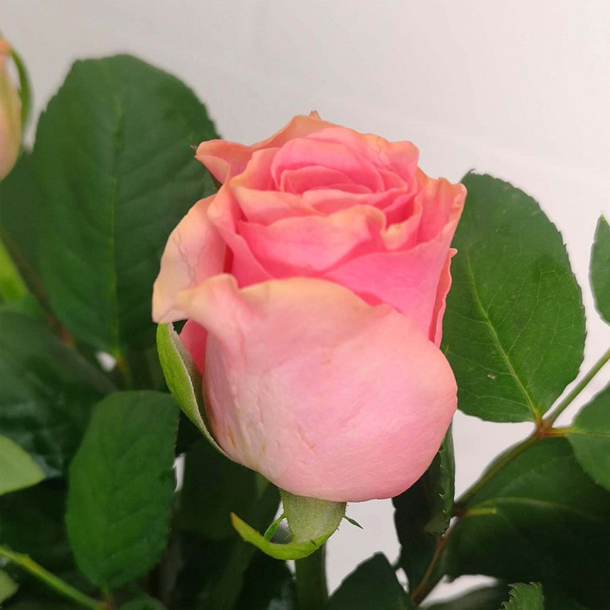 Just Roses - Pink