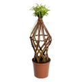 Salix Hybrid Americana Living Braided Willow Tree Sculpture 50cm, 15cm pot (50-01)
