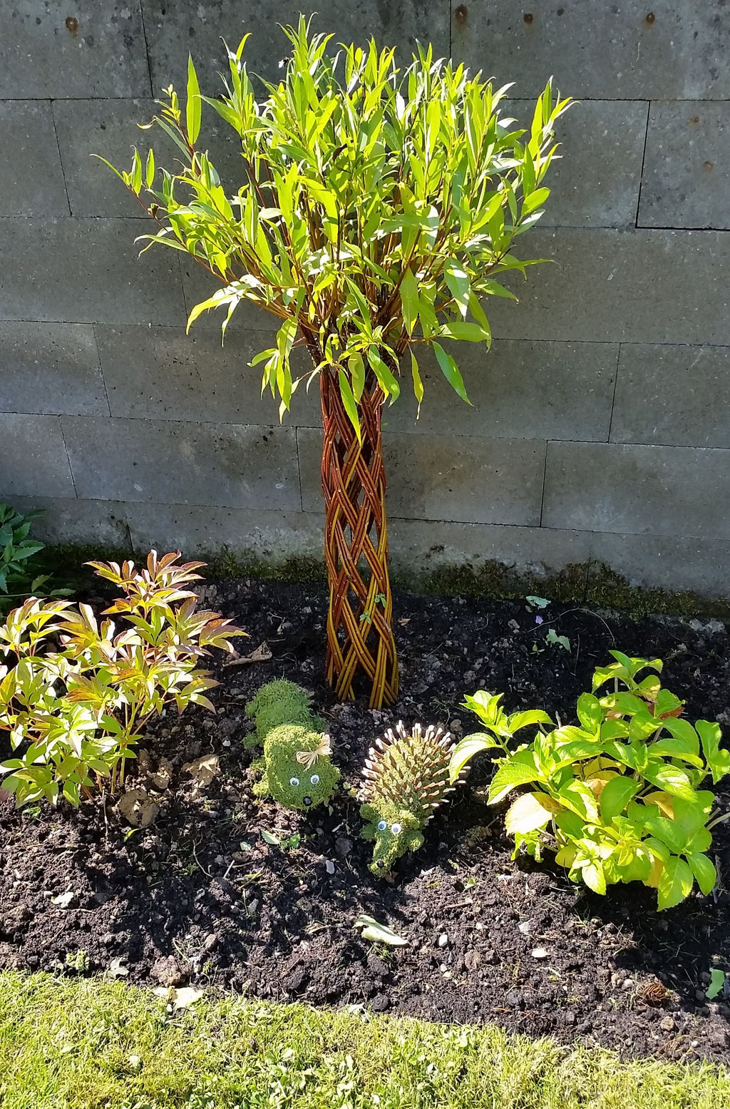 Salix Hybrid Americana Living Braided Willow Tree Sculpture 50cm, 15cm pot (50-01)