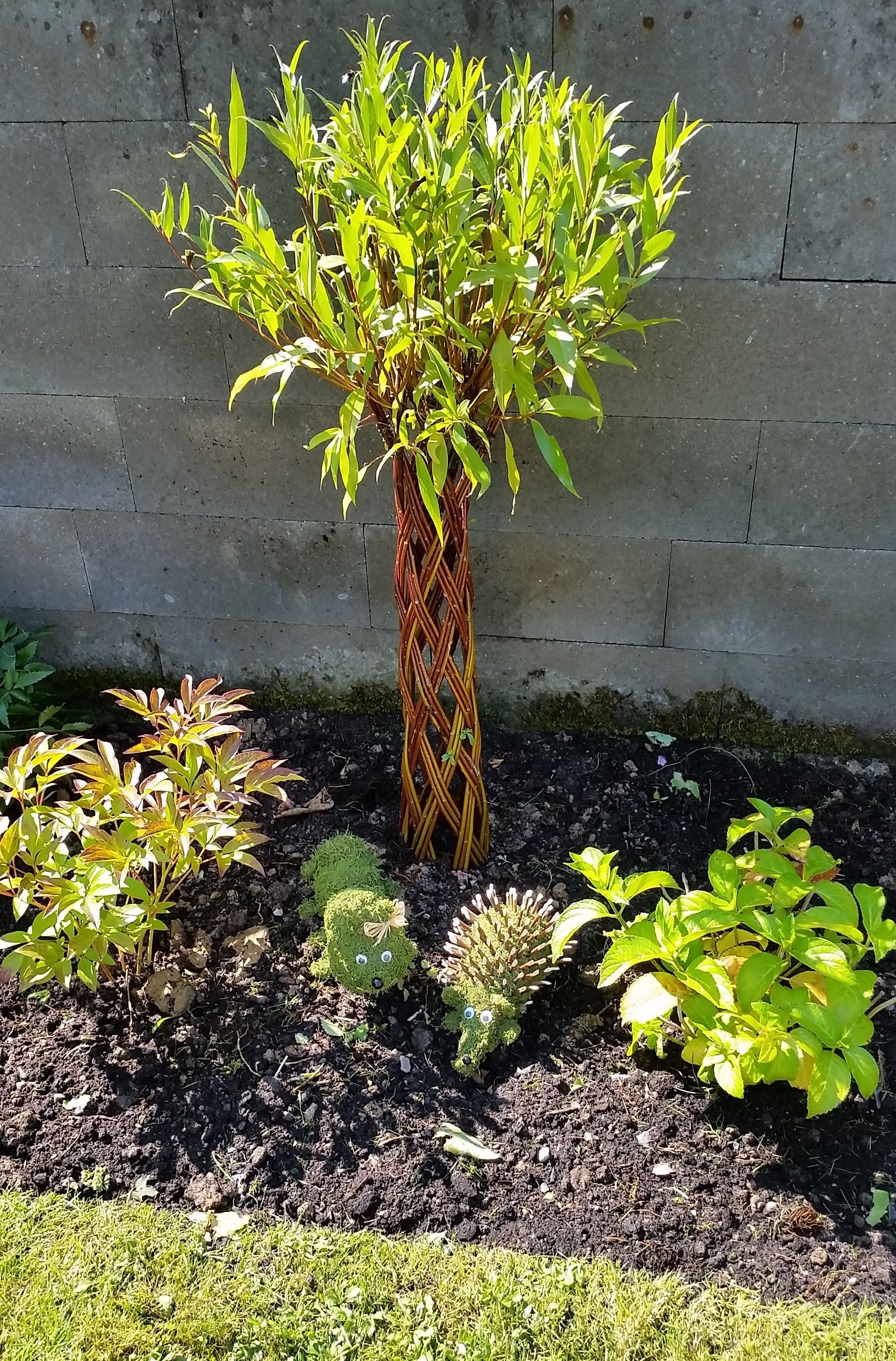 Salix Hybrid Americana Living Braided Willow Tree Sculpture 50cm, 15cm pot (50-09)