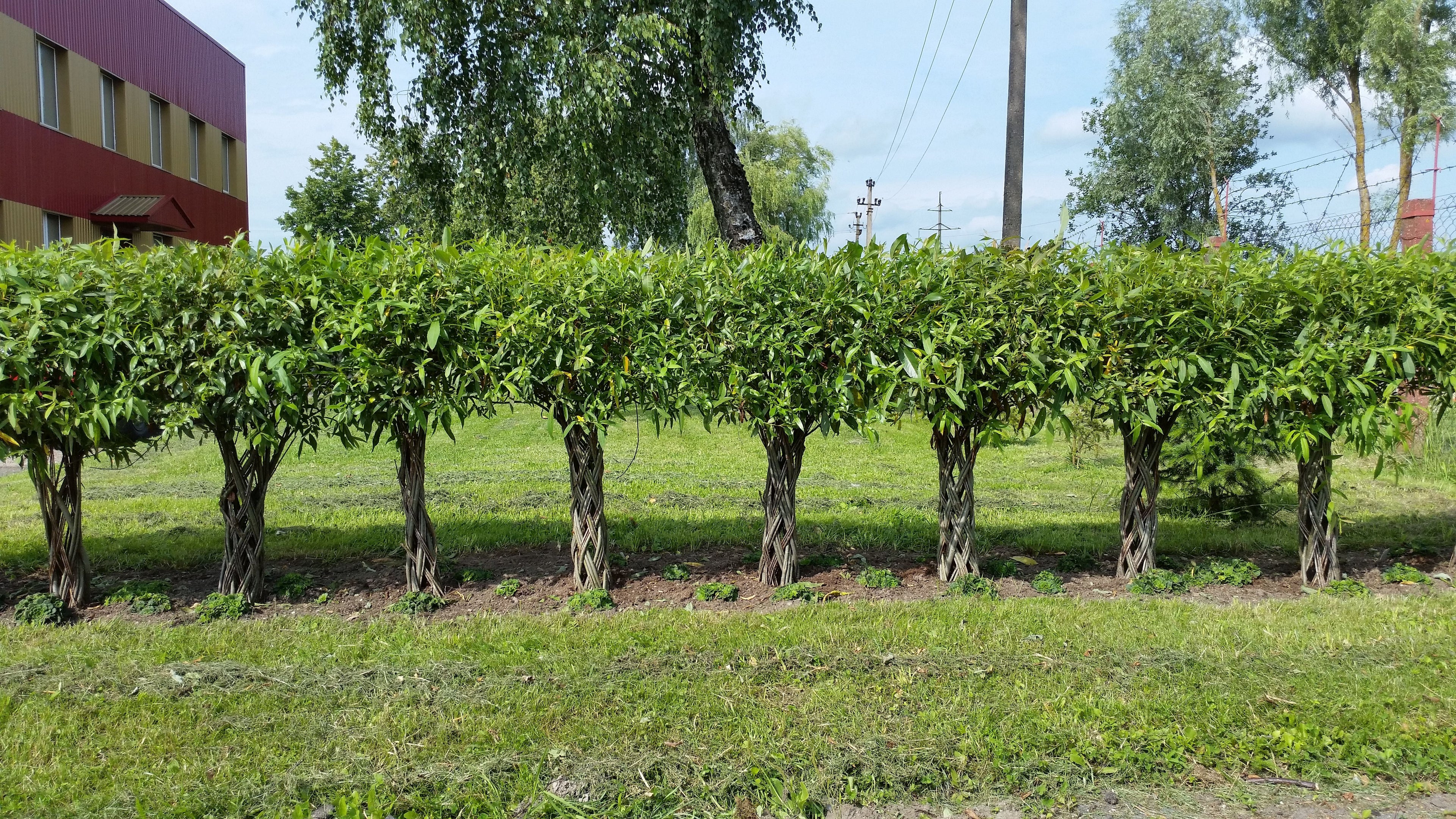 Salix Hybrid Americana Living Braided Willow Tree Sculpture 50cm, 15cm pot (50-02)
