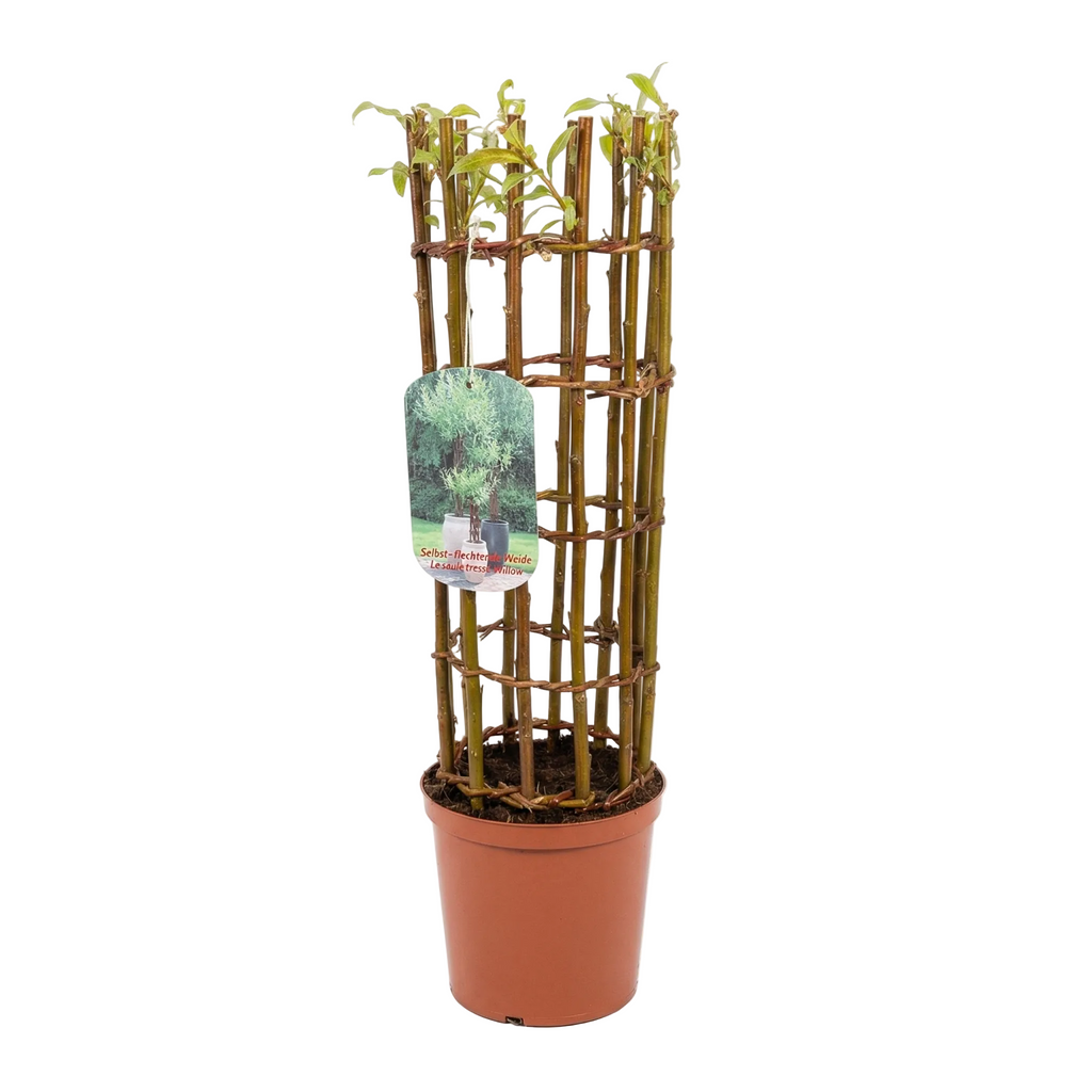 Salix Hybrid Americana Living Braided Willow Tree Sculpture 50cm, 15cm pot (50-09)