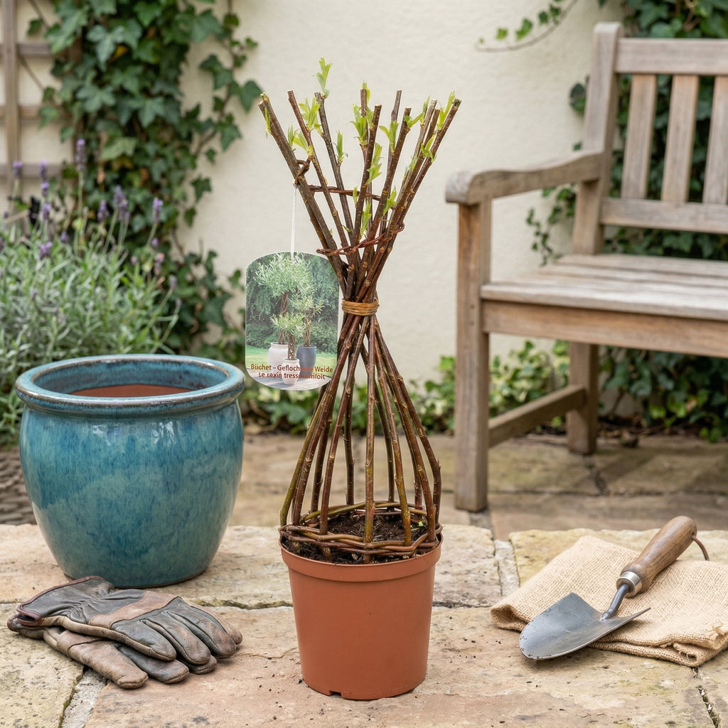 Salix Hybrid Americana Living Braided Willow Tree Sculpture 50cm, 15cm pot (50-04)